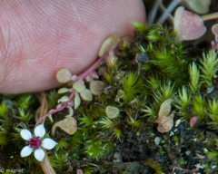Crassula dentata