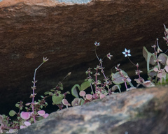 Crassula dentata