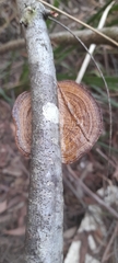 Funalia