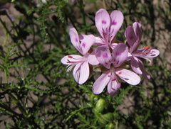 Pelargonium denticulatum