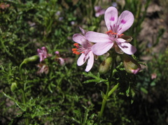 Pelargonium denticulatum