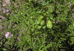 Pelargonium denticulatum