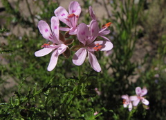 Pelargonium denticulatum