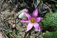 Romulea fibrosa