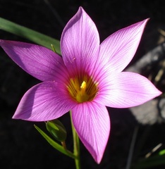 Romulea fibrosa
