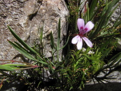 Pelargonium laevigatum laevigatum