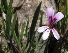 Pelargonium laevigatum laevigatum