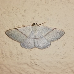 Adactylotis gesticularia