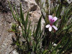 Pelargonium laevigatum laevigatum