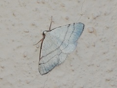 Adactylotis gesticularia