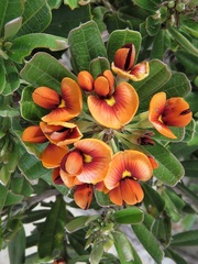 Gastrolobium bilobum