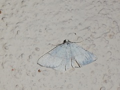 Adactylotis gesticularia