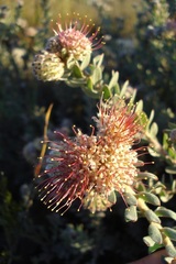 Leucospermum wittebergense