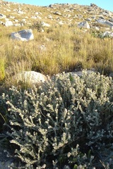 Leucospermum wittebergense