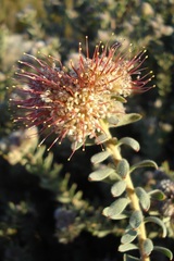 Leucospermum wittebergense