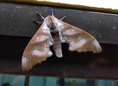 Marumba nympha