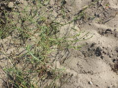 Corispermum hyssopifolium