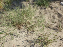 Corispermum hyssopifolium