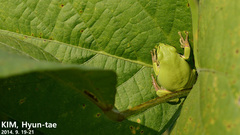 Hyla flaviventris