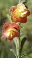 Hermannia diversistipula diversistipula