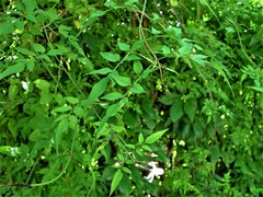 Jasminum officinale