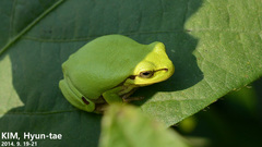 Hyla flaviventris