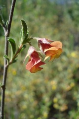 Hermannia diversistipula diversistipula