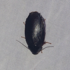 Pycnoscelus nigra