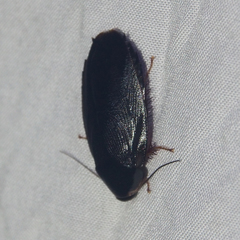 Pycnoscelus nigra
