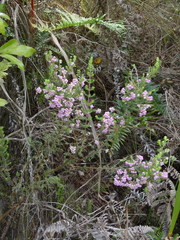 Erica hirtiflora hirtiflora