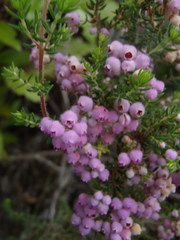 Erica hirtiflora hirtiflora