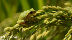 Hyla flaviventris