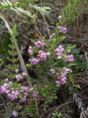 Erica hirtiflora hirtiflora