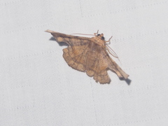 Fascellina chromataria