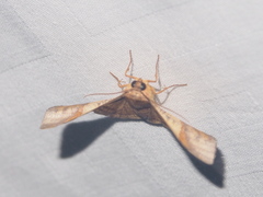 Fascellina chromataria