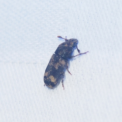 Basitropis nitidicutis