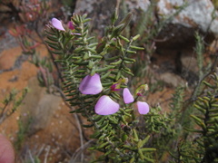 Polygala teretifolia