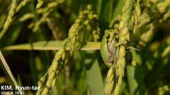 Hyla flaviventris