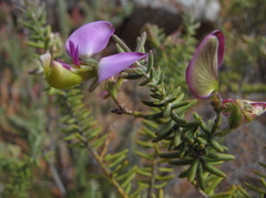 Polygala teretifolia