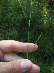 Glyceria notata