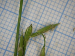 Glyceria notata