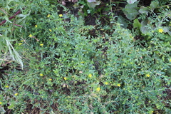 Potentilla paradoxa