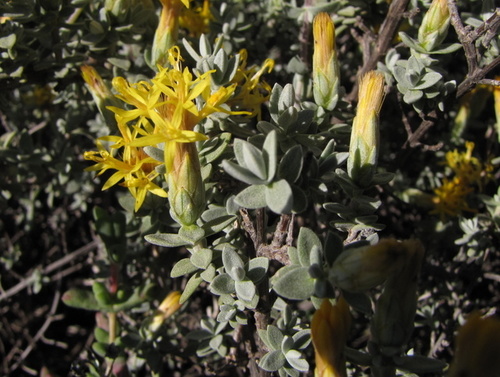 Pteronia glauca Thunb.