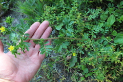 Potentilla paradoxa