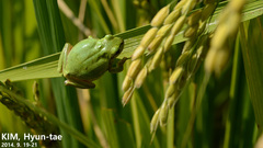 Hyla flaviventris