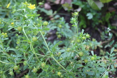Potentilla paradoxa