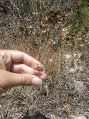 Pterocephalus plumosus