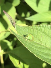 Stictocephala bisonia