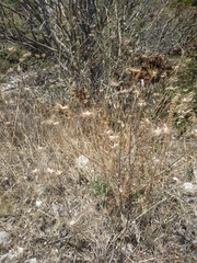 Pterocephalus plumosus