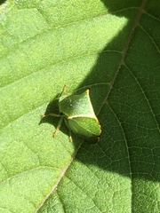 Stictocephala bisonia